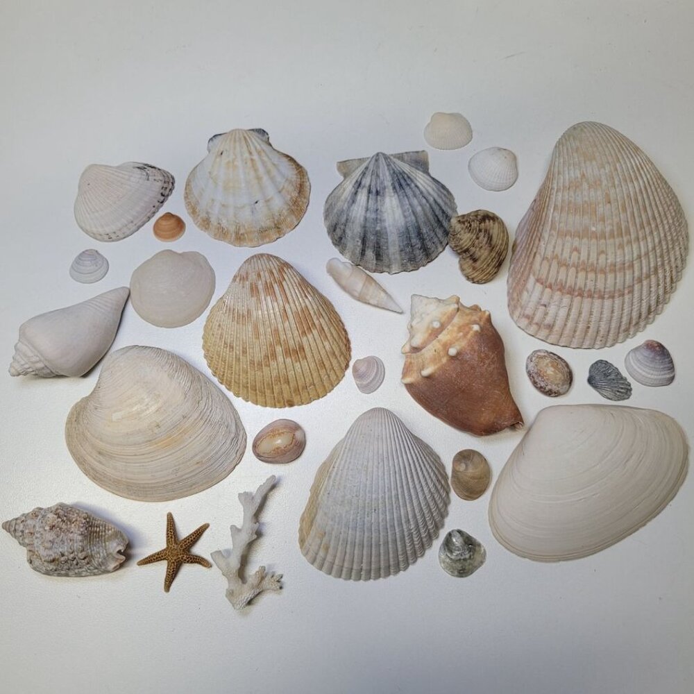 Seashell Nautical Decor Starfish Lot Mixed Sizes Colors‎ Half Clam 25 Pieces